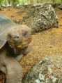 /album/fotogaleria/tortuga-cerca-jpg/